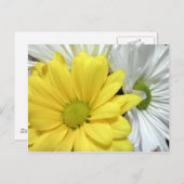Yellow White Daisy Daisis Blume Blume Foto Postkarte (Vorne/Hinten)