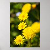 Yellow Wild Blume Foto Poster (Vorne)