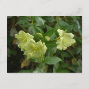 Yellow Willow Herb Blüten Postkarte