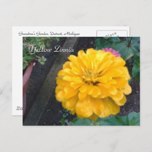 Yellow Zinnia Postkarte (Vorne/Hinten)