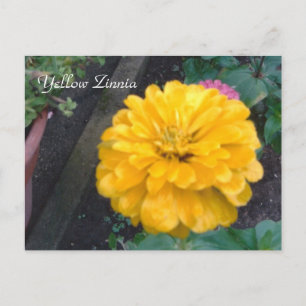 Yellow Zinnia Postkarte