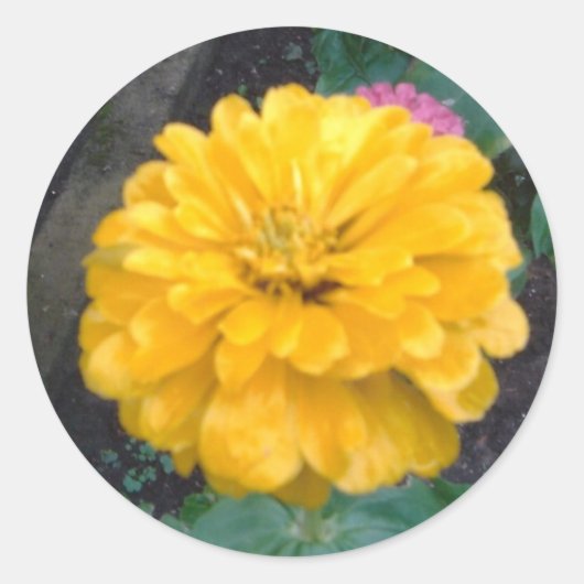 Yellow Zinnia Runder Aufkleber (Vorderseite)
