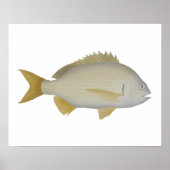 Yellowfin Bream Poster (Vorne)