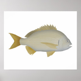Yellowfin Bream Poster