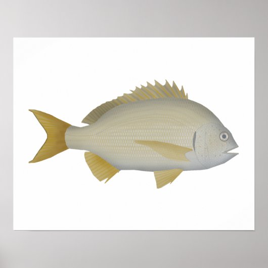 Yellowfin Bream Poster (Vorne)