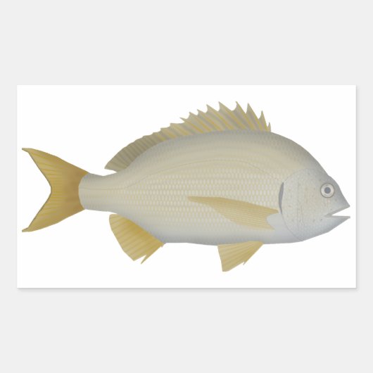 Yellowfin Bream Rechteckiger Aufkleber (Vorderseite)