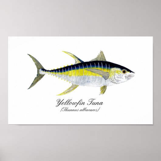 Yellowfin-Thunfisch Poster (Vorne)