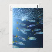 Yellowfin-Thunfisch Postkarte (Vorne/Hinten)
