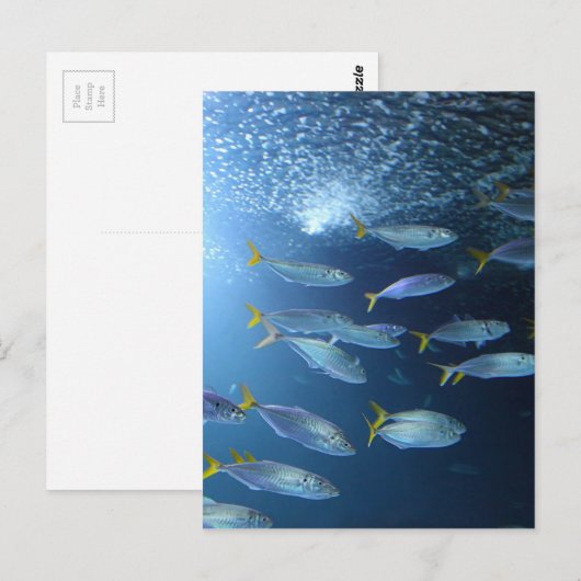 Yellowfin-Thunfisch Postkarte (Vorne/Hinten)