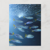 Yellowfin-Thunfisch Postkarte (Vorderseite)