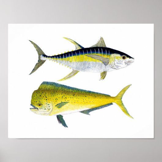 Yellowfin Thunfisch & Saltwater Dorado Poster (Vorne)