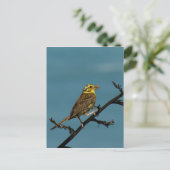 Yellowhammer Postkarte (Stehend Vorderseite)