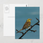 Yellowhammer Postkarte (Vorne/Hinten)