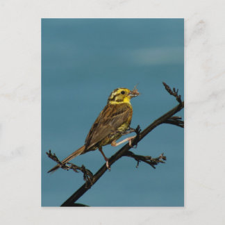 Yellowhammer Postkarte