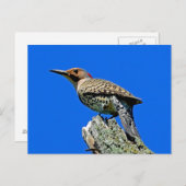 Yellowhammer Postkarte (Vorne/Hinten)