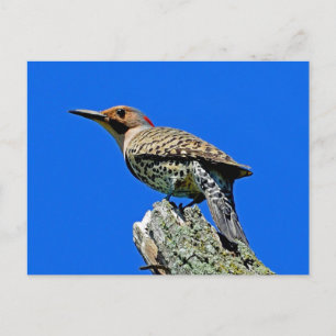 Yellowhammer Postkarte