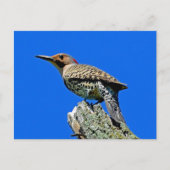 Yellowhammer Postkarte (Vorderseite)