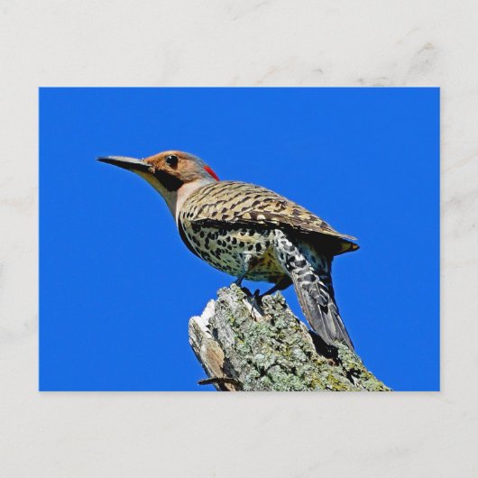 Yellowhammer Postkarte (Vorderseite)