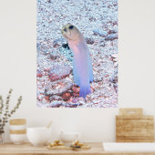 Yellowhead Jawfish mit Mouthful Poster (Küche)