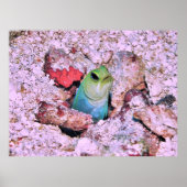Yellowhead Jawfish Poster (Vorne)