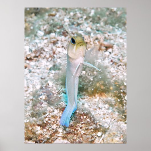 Yellowhead Jawfish Poster (Vorne)