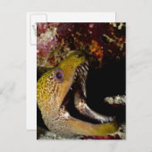 Yellowmargin Postkarte (Vorne/Hinten)