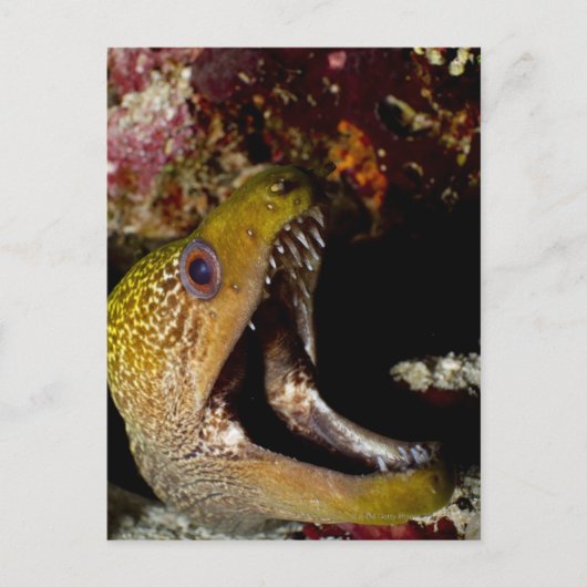 Yellowmargin Postkarte (Vorderseite)