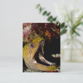 Yellowmargin Postkarte (Stehend Vorderseite)