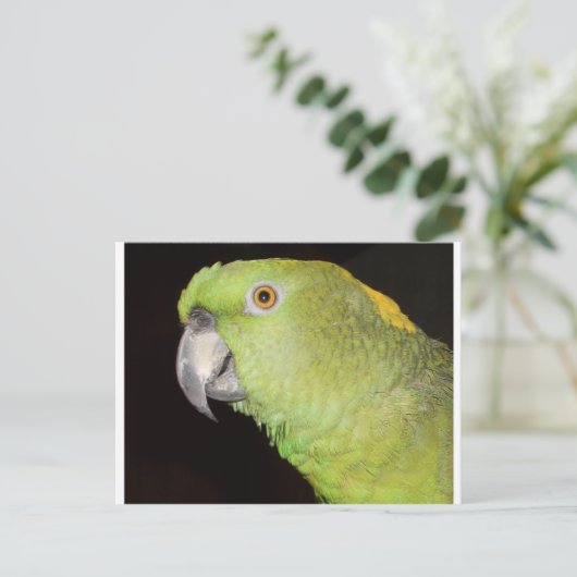 Yellownape Amazon Postkarte (Stehend Vorderseite)