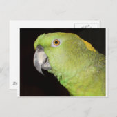 Yellownape Amazon Postkarte (Vorne/Hinten)