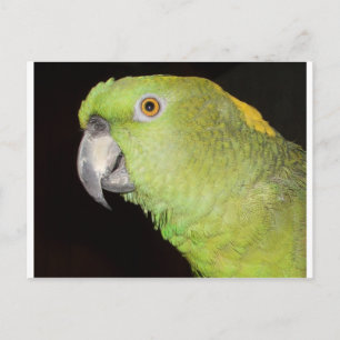 Yellownape Amazon Postkarte