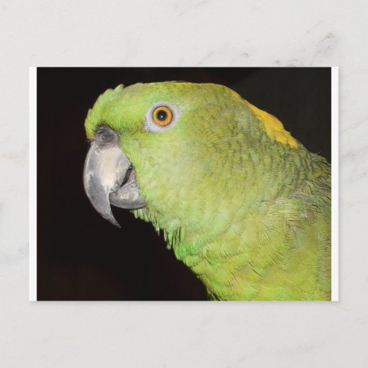 Yellownape Amazon Postkarte (Vorderseite)