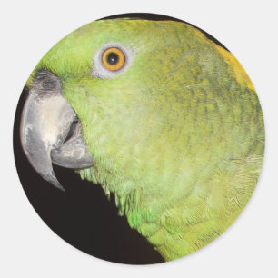 Yellownape Amazonas Runder Aufkleber