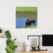 Yellowstone American Bison in Pond Poster (Heimbüro)