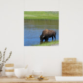 Yellowstone American Bison in Pond Poster (Küche)