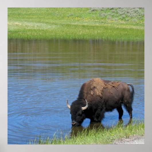 Yellowstone American Bison in Pond Poster (Vorne)