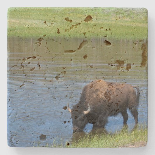 Yellowstone American Bison in Pond Steinuntersetzer (Vorderseite)
