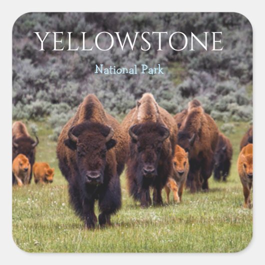 Yellowstone Aufkleber Nationalpark Bison Büffel (Vorderseite)
