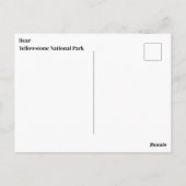 Yellowstone Bären Postkarte (Rückseite)