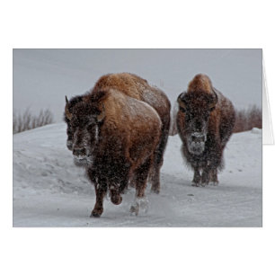 Yellowstone-Bison