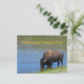 Yellowstone-Bison, der im See trinkt Postkarte (Stehend Vorderseite)