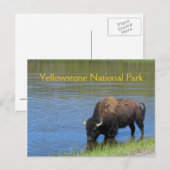 Yellowstone-Bison, der im See trinkt Postkarte (Vorne/Hinten)