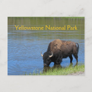 Yellowstone-Bison, der im See trinkt Postkarte