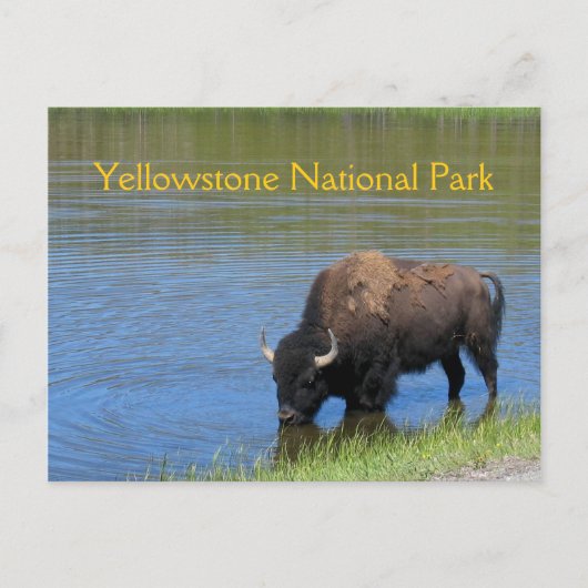 Yellowstone-Bison, der im See trinkt Postkarte (Vorderseite)