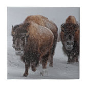 Yellowstone-Bison Fliese (Vorderseite)