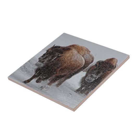 Yellowstone-Bison Fliese (Seite)
