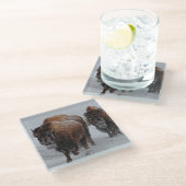 Yellowstone-Bison Glasuntersetzer (Schrägansicht)