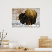 Yellowstone-Bison im Lamartal Poster (Küche)