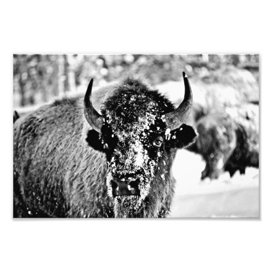Yellowstone-Bison im Winter Fotodruck (Vorne)