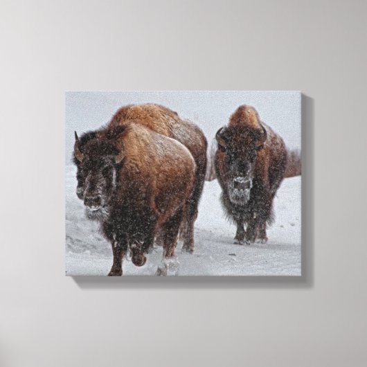 Yellowstone Bison Leinwanddruck (Vorderseite)